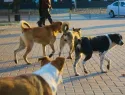 100 бродячих собак отловили в Саратове за неделю