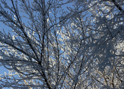 В понедельник в Саратовской области ожидается до 10 градусов мороза
