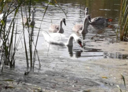  Замерзающий символ: жители Калининска просят власти спасти лебедей